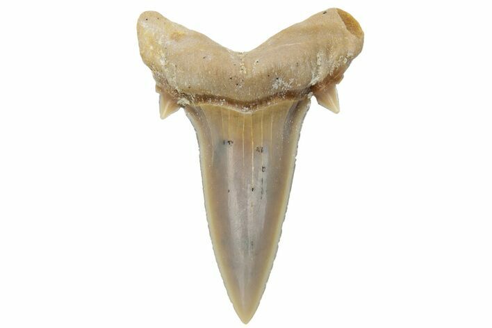 Mackerel Shark (Cretolamna) Tooth - Dakhla, Morocco #225289